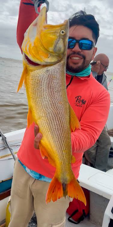 Dorado